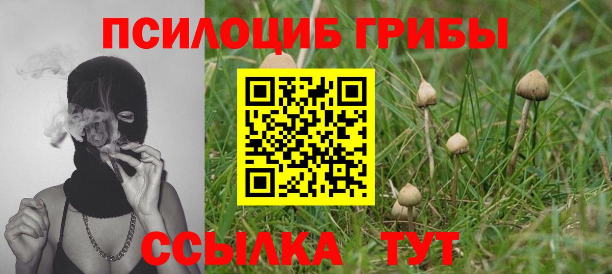Галлюциногенные грибы Psilocybine cubensis Мегион